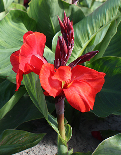 CANNA (KANA) RED BEAUTY, DO KVETINÁČA - 25 ks